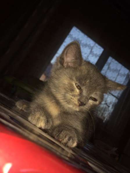 Британские полукровки в Самаре фото 4