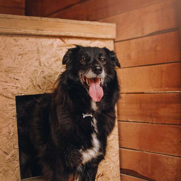 Весёлая, ласковая Чукча ищет семью в Москве фото 14