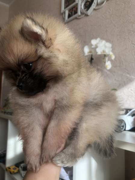 Продаются щенки шпица в фото 17