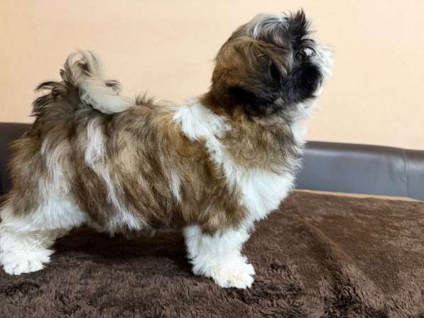 Щенок ши-тцу с родословной в Тамбове