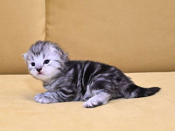Сибиркие котята в Зеленограде фото 4