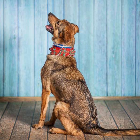 Собачка Симона (просто прелесть) в добрые руки в Москве фото 6