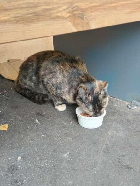 Ласковая молодая кошка в дар в Москве фото 3