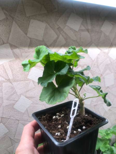 ЮВ-Гардения в обьеме 300мл в Брянске