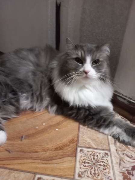 Кот сибиряк,4 года