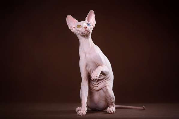 Гуманоид? Котёнок Эльф, бамбино, двэльф, сфинкс! в Ярославле фото 4