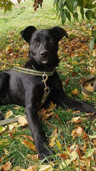 Ищет дом щенок с храбрым сердцем в Санкт-Петербурге фото 3