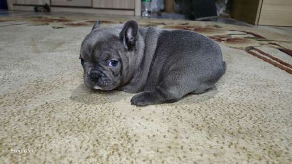 Щенки французского бульдога в 