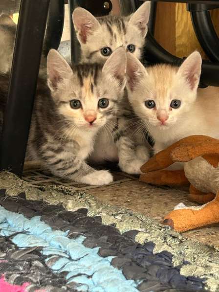 Котята
