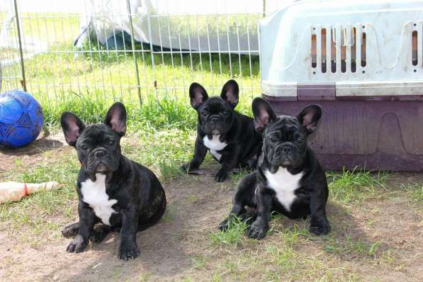 Подрощенные девочки (РКФ)