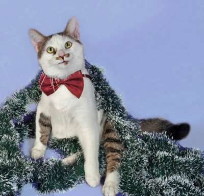 домашний клоун Яха в Санкт-Петербурге фото 3