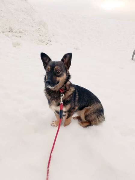 Совсем маленькая собачка, 7 кг в Санкт-Петербурге фото 5