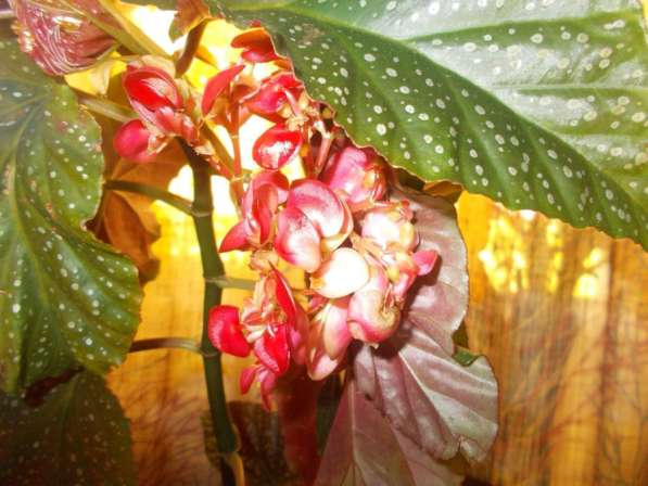 Домашние цветы в Тейково фото 3