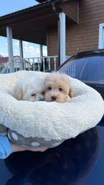 Мальтипу ф1 мини в Москве фото 5