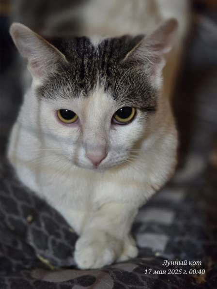 Котик Фокс в Москве фото 3