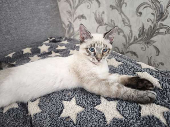 Тайский котенок Пацан в добрые руки
