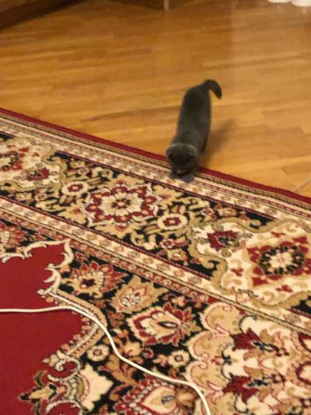 Шотландский котенок в Махачкале фото 5