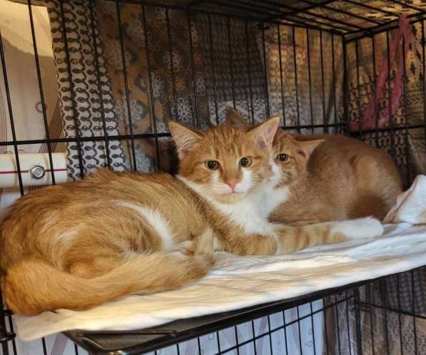 Рыжие котята в добрые руки в Москве фото 4