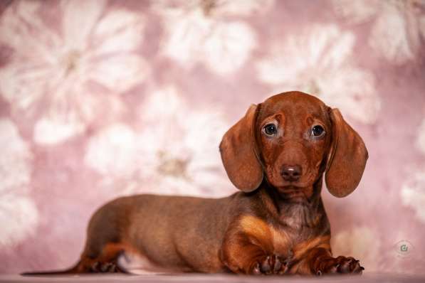 Клубные щенки рыжики в Москве