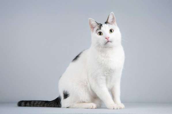 Котейка Андрейка ищет доброе сердце в Москве фото 6