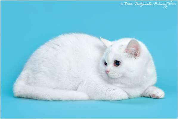 Белая шотландская прямоухая кошка