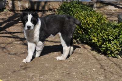 среднеазатская овчарка в Москве фото 4