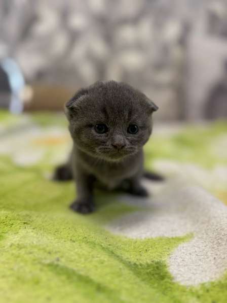 Шотландские котята