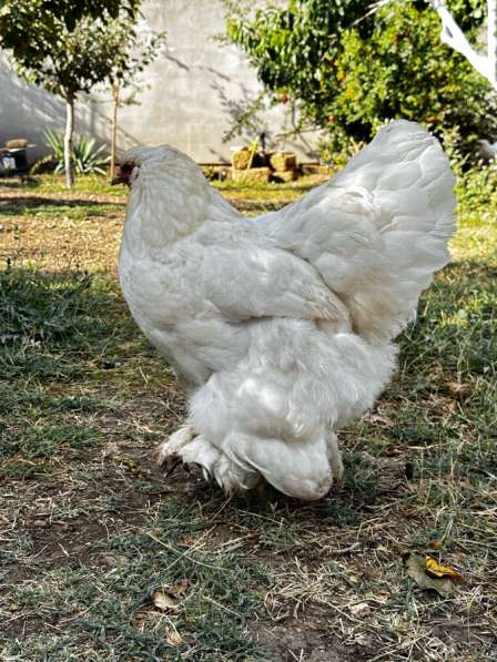 Брама Белая в Крымске фото 6