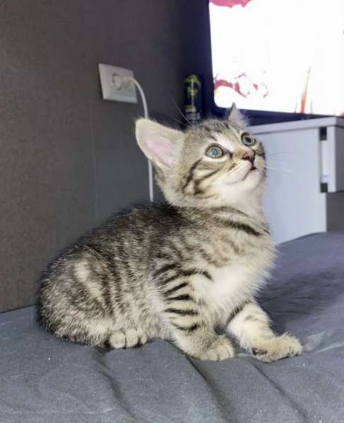 Котенок девочка