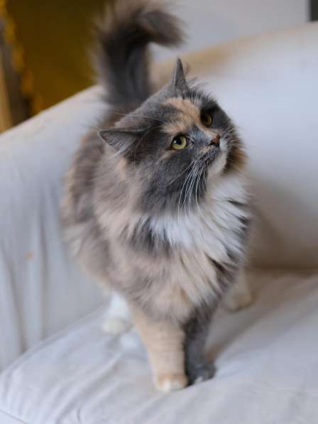 Красивая кошка ищет дом