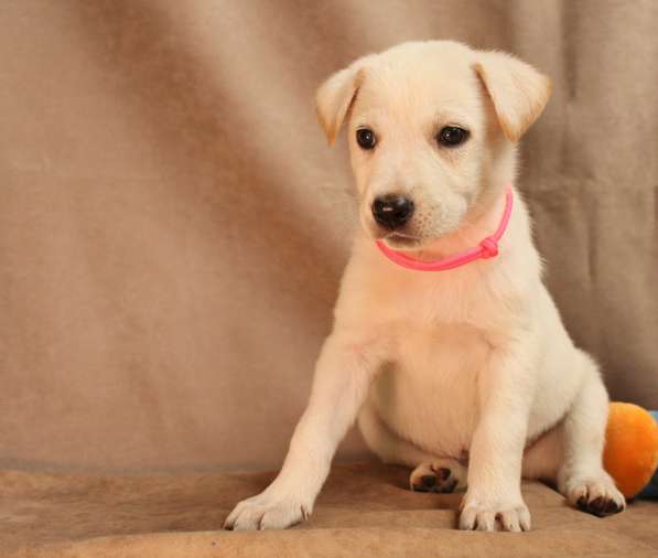 Малюсенькие красивые щеночки ищут дом в Санкт-Петербурге фото 13