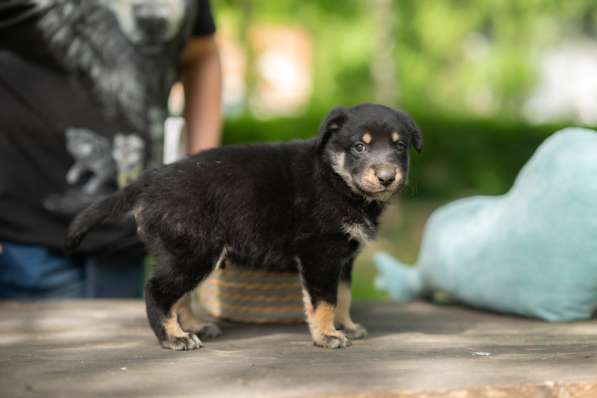 Щенята — почти волчата ищут дом в Москве фото 10