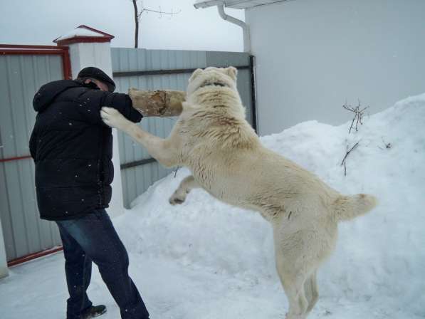 Дрессировка собак у зоопсихолога в Москве фото 8