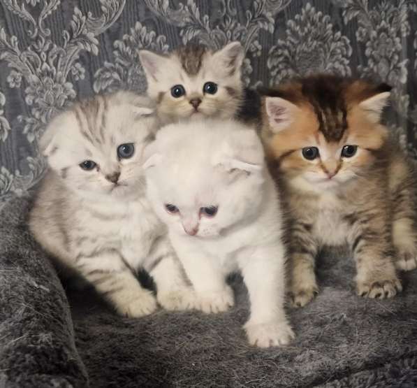Добрый день друзья. Я продаю замечательных котят в фото 15
