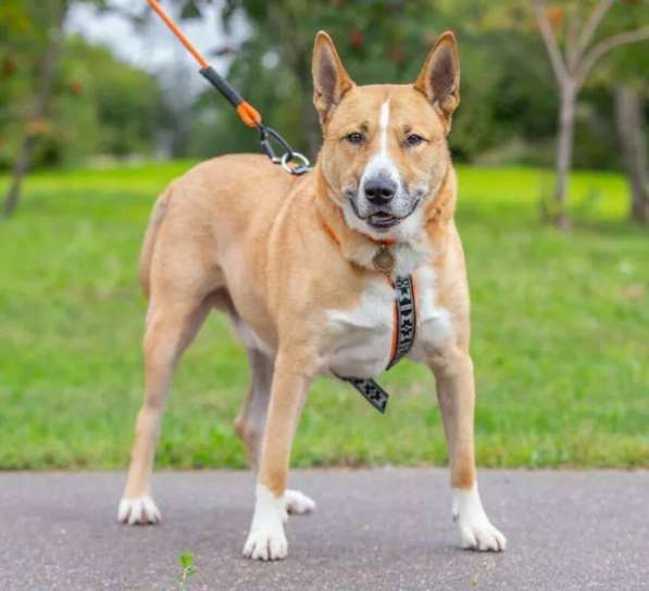 Рик в поиске дома! в Москве фото 12