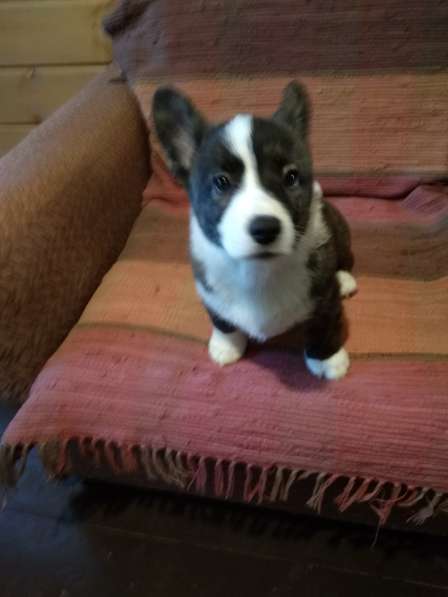 Щенки вельш корги кардиган в Москве фото 18