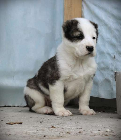 Щенок Среднеазиатской овчарки в Новосибирске фото 21