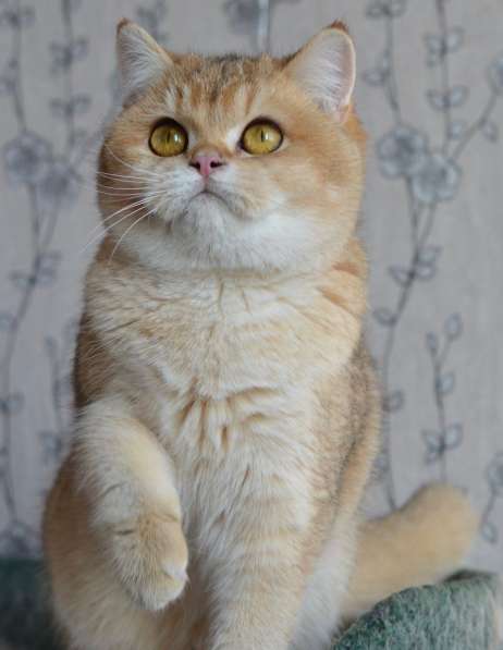 Предлагаем вам котят элитной породы британская золотая шинл в фото 7