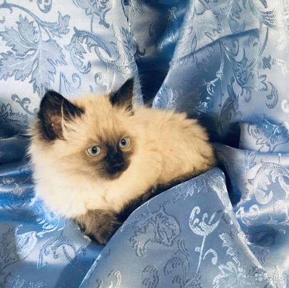 Котенок Невский Маскарадный в Санкт-Петербурге фото 4