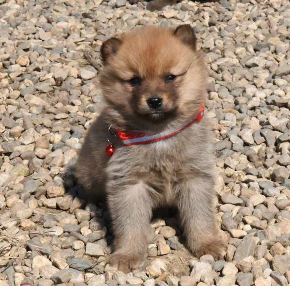 Щенки финского шпица / карело-финской лайки в Москве