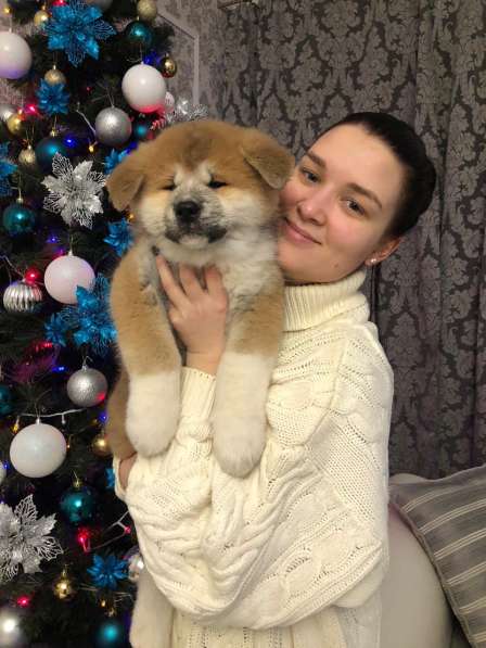 Акита ину щенки в Москве фото 5