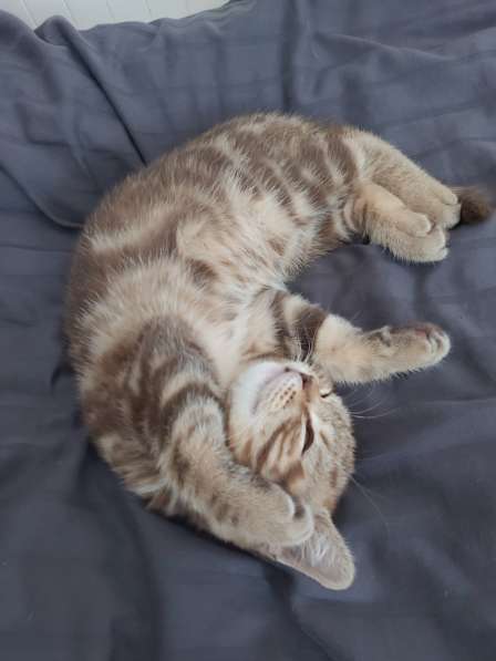 Süßes schottisches Kätzchen mit geraden Ohren в фото 12