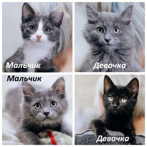 Шикарные 4 мес котята в добрые руки в Москве фото 19