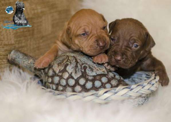 Щенки американского питбультерьера