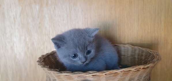 BKH Kitten Verkäufer в фото 12