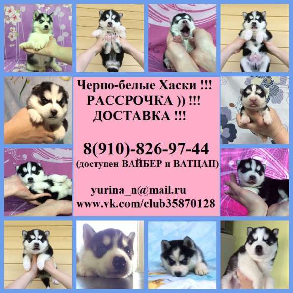 Щеночки хаски голубоглазые и разноглазые. черно-белые