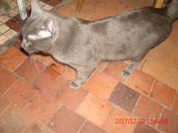 серо-голубой котик ищет дом в Долгопрудном фото 3