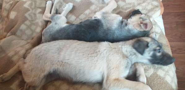 Афина. Щенок 4 мес в Москве фото 3