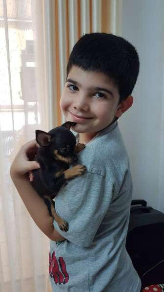 Русский Той (терьер) в Израиле купить щенка в питомнике в фото 8