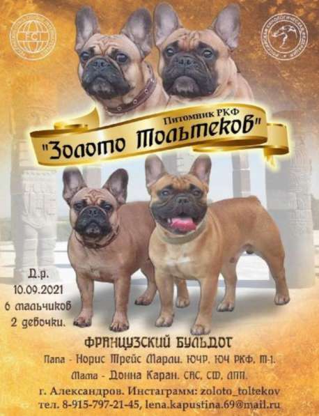 Роскошные щенки французкого бульдога в Владимире